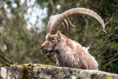 Erkek dağ keçisi - Avrupa Alplerinde yaşayan bir kayanın üzerindeki kapra dağ keçisi