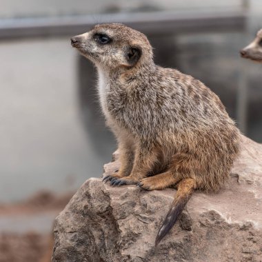 Meerkat, Suricata Suricatta bir taşın üzerinde oturup, düşmanları gözetlemek ve sürüyü uyarmak için mesafeye bakıyor.