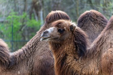 Bactrian develeri (Camelus bactrianus), Orta Asya 'nın bozkırlarına özgü büyük, tek ayak parmaklı bir bakteridir. Bactrian devesinin sırtında iki hörgücü vardır.