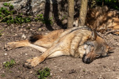 Kurt, gri kurt ya da kereste kurdu olarak da bilinen, Avrasya ve Kuzey Amerika 'nın vahşi ve uzak bölgelerinde yaşayan bir köpek türüdür..