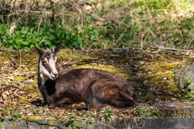 Apennine Chamois, Rupicapra pyrenaica ornata, İtalya 'daki Abruzzo-Lazio-Molise Ulusal Parkı ve İspanya' daki Pireneler 'de yaşamaktadır.