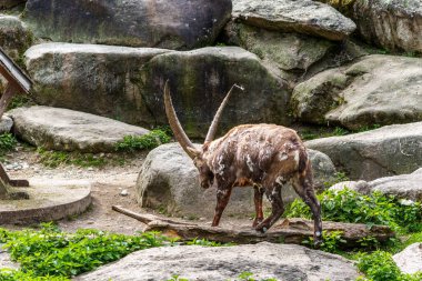 Erkek dağ keçisi - Avrupa Alplerinde yaşayan bir kayanın üzerindeki kapra dağ keçisi