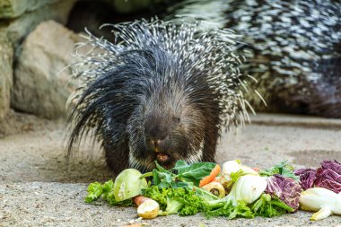 Hint armalı kirpi (
