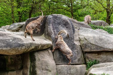 İki dağ keçisi dişilerin ve bölgelerin üzerinde kafa kafaya çarpışır. Avrupa Alpleri 'nin dağlarında yaşayan vahşi bir keçi türü..