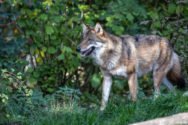 Kurt, gri kurt ya da kereste kurdu olarak da bilinen, Avrasya ve Kuzey Amerika 'nın vahşi ve uzak bölgelerinde yaşayan bir köpek türüdür..