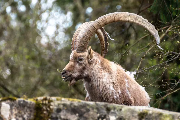 Erkek dağ keçisi - Avrupa Alplerinde yaşayan bir kayanın üzerindeki kapra dağ keçisi