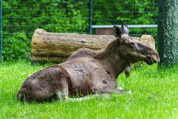 Avrupa geyiği, Alces alces, geyik olarak da bilinir. Vahşi yaşam hayvanı.
