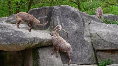 İki dağ keçisi dişilerin ve bölgelerin üzerinde kafa kafaya çarpışır. Avrupa Alpleri 'nin dağlarında yaşayan vahşi bir keçi türü..