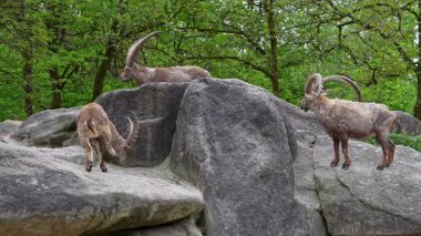 İki dağ keçisi dişilerin ve bölgelerin üzerinde kafa kafaya çarpışır. Avrupa Alpleri 'nin dağlarında yaşayan vahşi bir keçi türü..