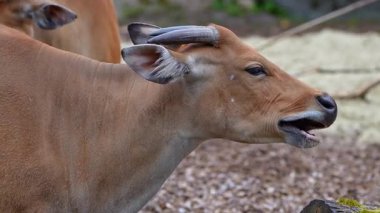 Banteng, Bos javanicus veya Red Bull. Vahşi bir sığır türüdür ama sığır ve bizondan farklı kilit özellikler vardır: hem erkek hem de dişilerde beyaz bir şerit..