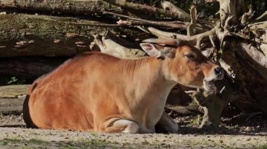 Banteng, Bos javanicus veya Red Bull. Vahşi bir sığır türüdür ama sığır ve bizondan farklı kilit özellikler vardır: hem erkek hem de dişilerde beyaz bir şerit..
