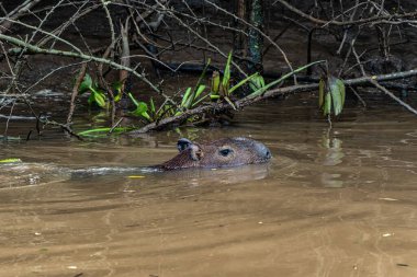 Capybara, Hydrochoerus hydrochaeris at the Igarape do Urubu River, Delta das Canarias, Ilha das Canarias, Brazil. Amazon yağmur ormanları. Güney Amerika