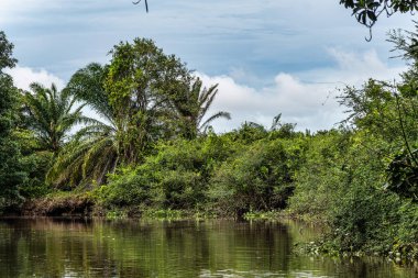 Igarape do Urubu Nehri, Delta das Canarias, Ilha das Canarias, Brezilya 'da tekne gezisi. Amazon yağmur ormanları. Güney Amerika