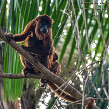 Uluyan maymun, Brezilya 'da Ilha das Canarias' ta Brezilya ormanındaki bir ağaçta Alouatta renk değişimi. Delta do Parnaiba. Güney Amerika vahşi yaşamı. Doğada güzel ve nadir bir maymun..
