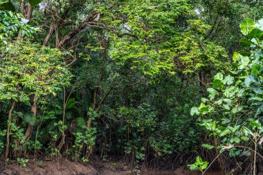 Igarape do Urubu Nehri, Delta das Canarias, Ilha das Canarias, Brezilya 'da tekne gezisi. Amazon yağmur ormanları. Güney Amerika
