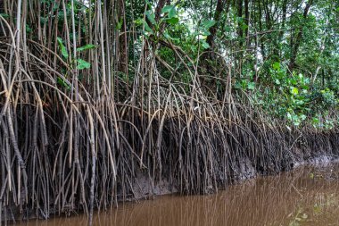 Igarape do Urubu Nehri, Delta das Canarias, Ilha das Canarias, Brezilya 'da tekne gezisi. Amazon yağmur ormanları. Güney Amerika