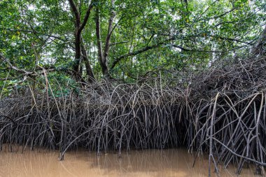 Igarape do Urubu Nehri, Delta das Canarias, Ilha das Canarias, Brezilya 'da tekne gezisi. Amazon yağmur ormanları. Güney Amerika