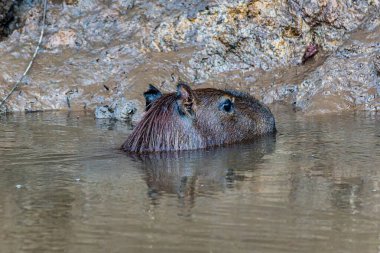 Capybara, Hydrochoerus hydrochaeris at the Igarape do Urubu River, Delta das Canarias, Ilha das Canarias, Brazil. Amazon yağmur ormanları. Güney Amerika