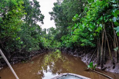 Igarape do Urubu Nehri, Delta das Canarias, Ilha das Canarias, Brezilya 'da tekne gezisi. Amazon yağmur ormanları. Güney Amerika