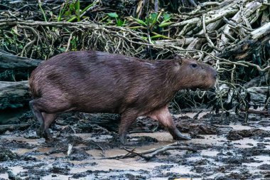 Capybara, Hydrochoerus hydrochaeris at the Igarape do Urubu River, Delta das Canarias, Ilha das Canarias, Brazil. Amazon yağmur ormanları. Güney Amerika