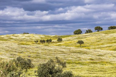 Mertola, Portekiz, Alentejo yakınlarındaki doğal do Vale do Guadiana 'da yabani çayırları, nehirleri ve şelaleleri olan güzel bir manzara.