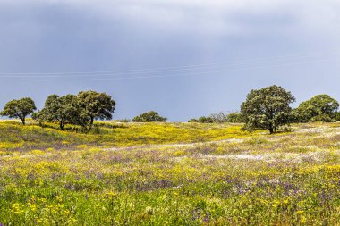 Mertola, Portekiz, Alentejo yakınlarındaki doğal do Vale do Guadiana 'da yabani çayırları, nehirleri ve şelaleleri olan güzel bir manzara.