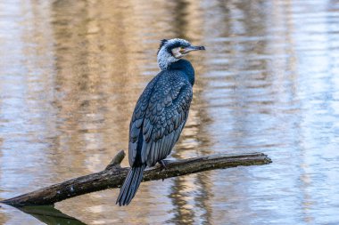 Kuzey yarımküre boyunca büyük siyah karabatak olarak bilinen büyük karabatak, Avustralya 'daki siyah karabatak ve Yeni Zelanda' nın daha güneyindeki siyah karabatak