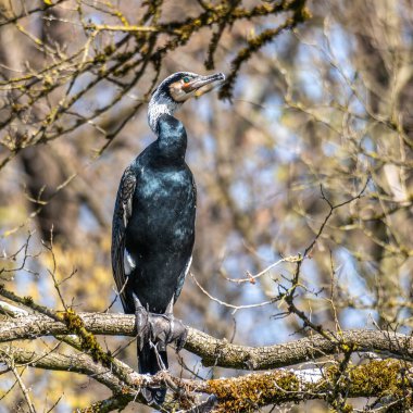 Kuzey yarımküre boyunca büyük siyah karabatak olarak bilinen büyük karabatak, Avustralya 'daki siyah karabatak ve Yeni Zelanda' nın daha güneyindeki siyah karabatak