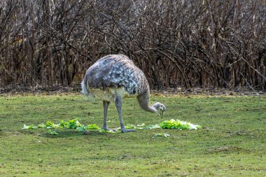 Darwin 'in Rhea' sı, Rhea pennata daha az Rhea olarak da bilinir. Büyük, uçamayan bir kuştur, fakat iki Rheas türünün en küçüğüdür..