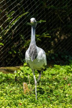 Demokiselle Crane ve Anthropoides başak kuşları gün boyunca açık yeşil çayırlarda yaşarlar. Orta Avrupa 'da bulunan bir turna türüdür.