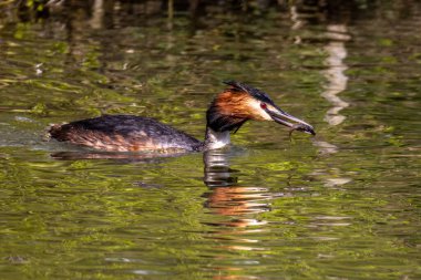 Great Crested Grebe, Podiceps kristali bir balık yakaladı. Güzel turuncu renkli bir kuş, kırmızı gözlü bir su kuşu. Eski Dünya 'da bulunan en büyük aile üyesidir..
