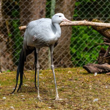 Grus paradisea, Güney Afrika 'ya özgü nesli tükenmekte olan bir kuş türü. Güney Afrika 'nın ulusal kuşudur.