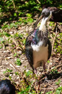 Saman boyunlu Ibis, Threskiornis spinicollis, Threskiornithidae familyasından bir kuş türü..
