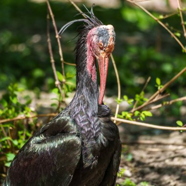Kuzey Kel aynak, inzivaya çekilmiş aynak veya waldrapp lat.Geronticus eremita, kısır, yarı çöl veya kayalık yaşam alanlarında genellikle akan sulara yakın yerlerde bulunan bir göçmen kuşdur..