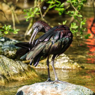 Parlak aynak, Plegadis falcinellus, Threskiornithidae familyasından bir kuş türü..
