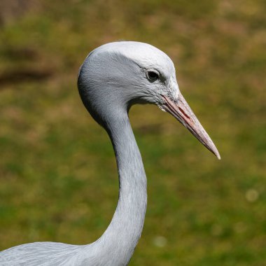 Grus paradisea, Güney Afrika 'ya özgü nesli tükenmekte olan bir kuş türü. Güney Afrika 'nın ulusal kuşudur.