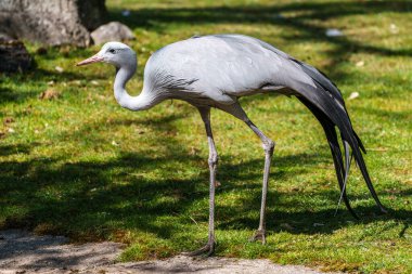 Grus paradisea, Güney Afrika 'ya özgü nesli tükenmekte olan bir kuş türü. Güney Afrika 'nın ulusal kuşudur.