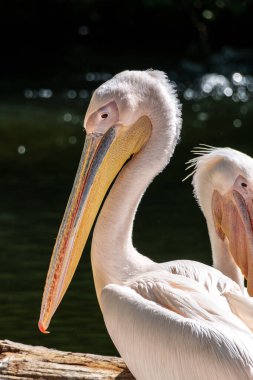 Büyük Beyaz Pelikan (