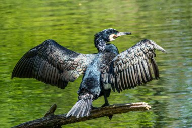 Kuzey yarımküre boyunca büyük siyah karabatak olarak bilinen büyük karabatak, Avustralya 'daki siyah karabatak ve Yeni Zelanda' nın daha güneyindeki siyah karabatak
