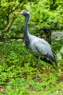 Demokiselle Crane ve Anthropoides başak kuşları gün boyunca açık yeşil çayırlarda yaşarlar. Orta Avrupa 'da bulunan bir turna türüdür.