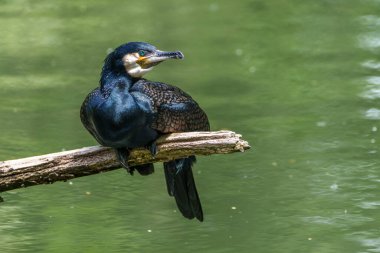 Kuzey yarımküre boyunca büyük siyah karabatak olarak bilinen büyük karabatak, Avustralya 'daki siyah karabatak ve Yeni Zelanda' nın daha güneyindeki siyah karabatak