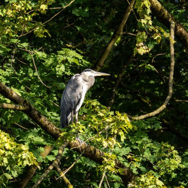 Gri balıkçıl, Ardea cinerea, büyük gri bir kuş ağaçta bir dalda oturuyor ve etrafa bakıyor, tüylü tüyler, büyük gagalı, başının arkasında uzun tüyler, vahşi doğadan bir sahne.