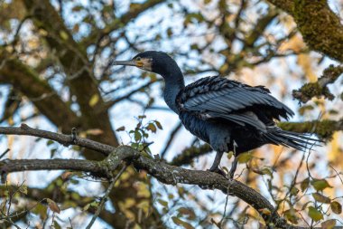 Kuzey yarımküre boyunca büyük siyah karabatak olarak bilinen büyük karabatak, Avustralya 'daki siyah karabatak ve Yeni Zelanda' nın daha güneyindeki siyah karabatak