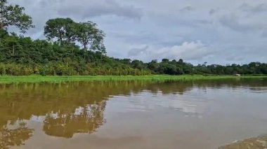 Amazon yağmur ormanlarındaki Parana do Mamori 'ye tekne gezisi Manaus' un 100 km güneyinde, Amazon eyaleti Brezilya 'da.