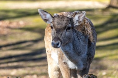 Fallow deer, Dama mezopotamya, Cervidae familyasından bir memeli türü..