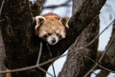 Kırmızı panda, Ailurus fulgens, daha küçük panda ve kırmızı kedi ayı olarak da bilinir..