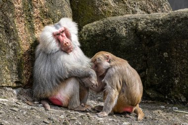 Hamadryas babunu, papio hamadryas, yan yana oturup birbirlerini tımar ediyorlar. Papio hamadryas bir babun türüdür.