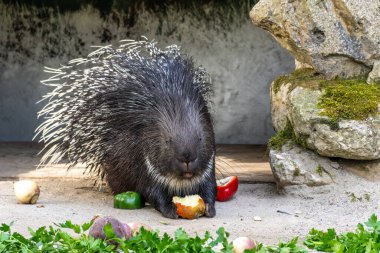 Hint armalı kirpi (