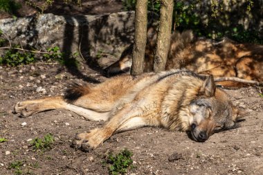 Kurt, gri kurt ya da kereste kurdu olarak da bilinen, Avrasya ve Kuzey Amerika 'nın vahşi ve uzak bölgelerinde yaşayan bir köpek türüdür..