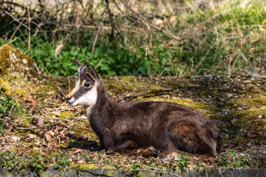 Apennine Chamois, Rupicapra pyrenaica ornata, İtalya 'daki Abruzzo-Lazio-Molise Ulusal Parkı ve İspanya' daki Pireneler 'de yaşamaktadır.